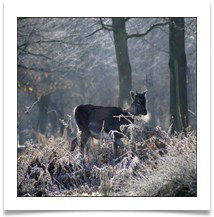 deer frosty - Alan Taylor.